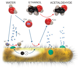 water splitting phog lmu